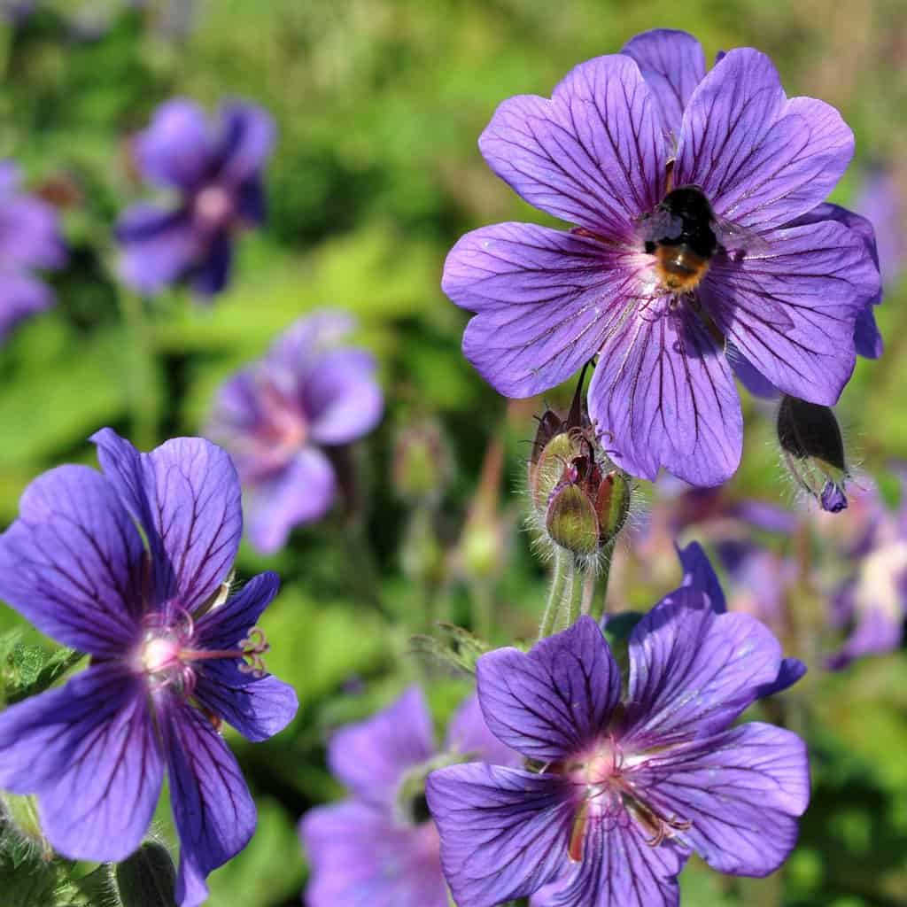 Geranium x magnificum 'Rosemoor' ---